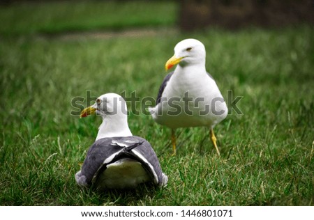 Similar – Image, Stock Photo A sea rat rarely comes alone