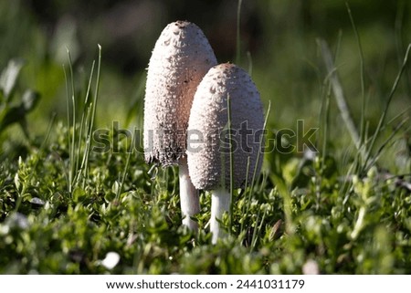 A couple of shaggy ink mushroom growing between the grass 
