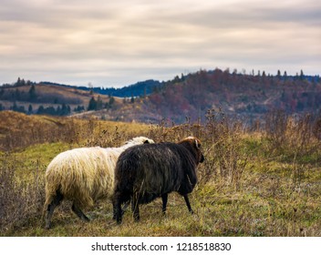 deux moutons traversent le pré de montagne. temps d'automne nuageux : photo de stock