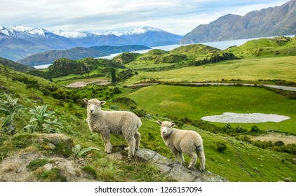Couple of sheeps posing on Roy's Peak Track in Wanaka, New Zealand 