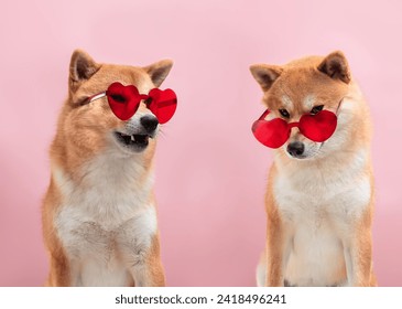 Couple of Shiba inu dogs with heart shaped sunglasses on pink background. Valentine's day greeting card concept.