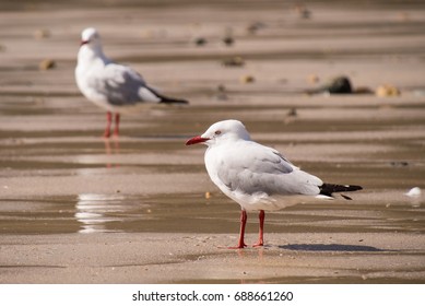 A Couple Of Silver Gulls On The Beach At Hamilton Island In Queensland Australia