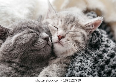 Couple of sleeping kittens in love on Valentine day. Cat noses close up.Family of sleeping kittens hug and kiss.Cats cozy sleep at home.