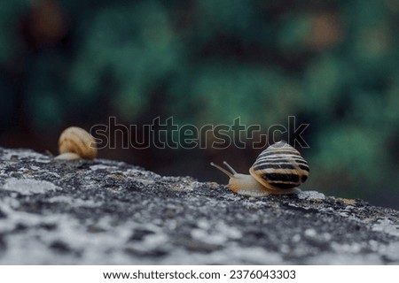 A couple of snail sitting on a rock
