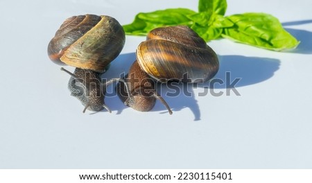A couple of snails crawl together slowly. Friendship, cooperation, unity of purpose. Go together.