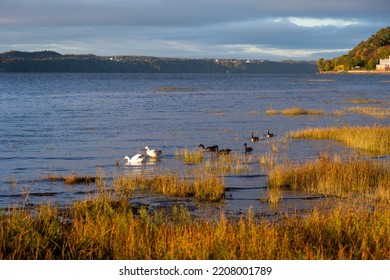 Couple Of Snow Geese Foraging For Food In The St. Lawrence River During A Fall Golden Hour Morning Low Tide, With Canada Geese Swimming Next To Them, Quebec City, Quebec, Canada