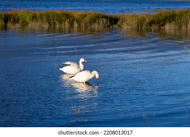 Couple Of Snow Geese Foraging For Food In The St. Lawrence River During A Fall Golden Hour Morning Low Tide, Quebec City, Quebec, Canada
