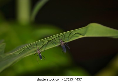 Couple Of Southern House Mosquito Or Culex Quinquefasciatus Holding A Leaf