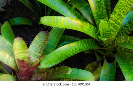 A Couple Of Spectacular Bromeliad Plants On Display At The Melbourne International Garden And Flower Show