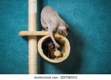 Couple Of Sphinx Cats Playing On Indoor Equipment At Blue Wall Background