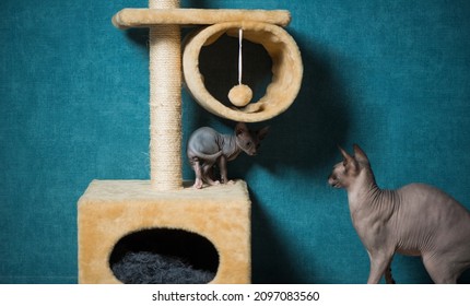 Couple Of Sphinx Cats Playing On Indoor Equipment At Blue Wall Background