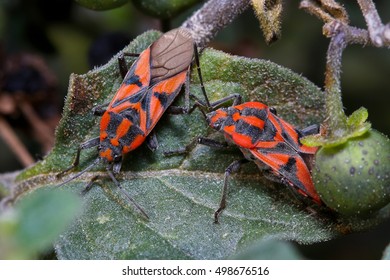 Couple Of Spilostethus Furcula On A Leaf