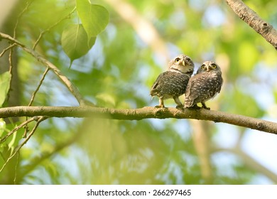 Couple Spotted Owl.