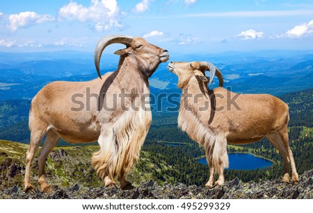 couple of Standing barbary sheeps in wildness area in sunny day