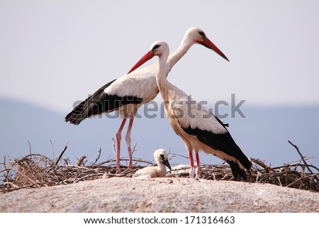 A couple of Storks with his young above the rocks in Barruecos natural monument, Extremadura, Spain