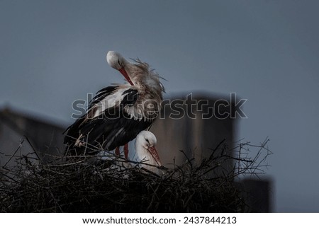 Couple of storks in their nest on a windy day