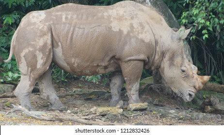 A Couple Of Sumatran Rhino 