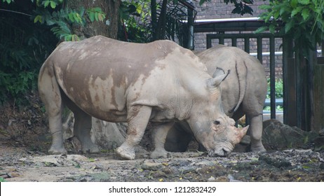 A Couple Of Sumatran Rhino 