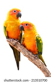 Couple Of Sun Conure Parrot Perching On A Branch, White Background