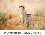 Couple of suricate (meerkat) being cute while playing on red sand, South Africa