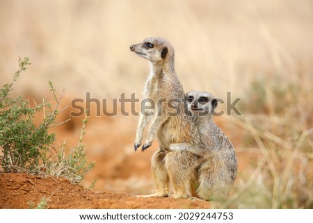 Couple of suricate (meerkat) being cute while playing on red sand, South Africa