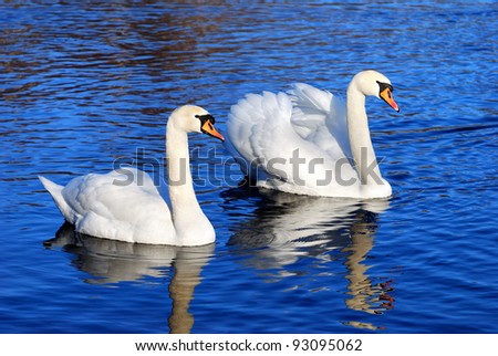 a couple of swans in the blue lake water