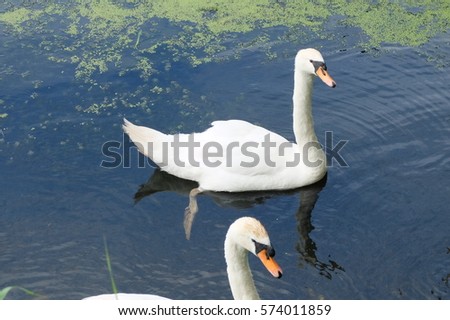 Similar – Image, Stock Photo gooseneck Swan Bird Animal