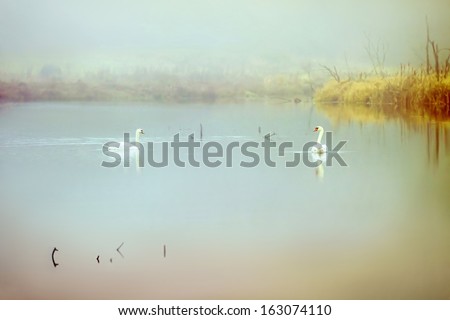 Couple of swans in a misty lake