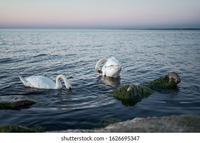 Couple of swans on the lake.