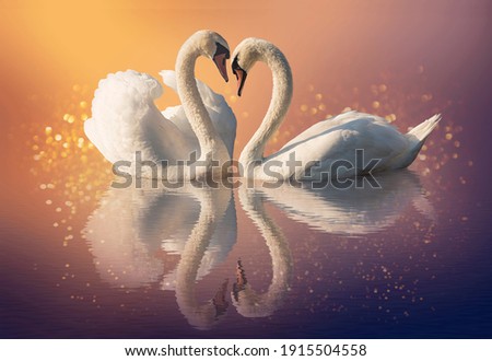Couple of swans and reflection on the water