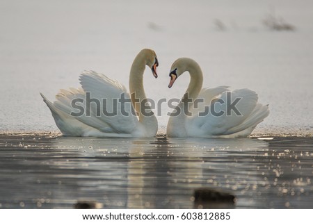A couple of swans together in love.
