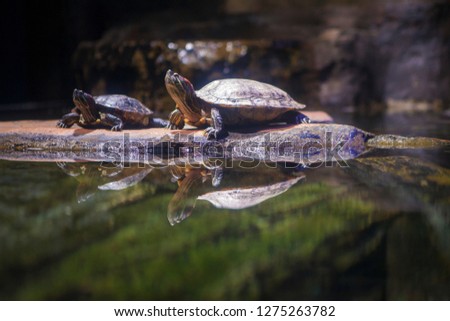 Couple of Tortoise