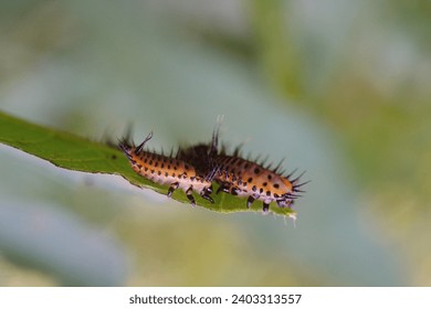 a couple of tortoise beetle larva (Aspidimorpha cf. miliaris) sitting on the leaf                              