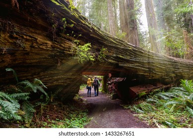 A couple tourists hiking in Redwood National Park, California