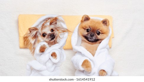 A couple of toy dogs wearing bathrobes laying on towel - Powered by Shutterstock