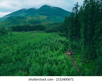 Couple Travelers At Mountains Footpath Aerial View Carpathian Mountains