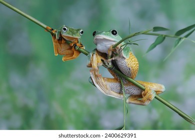 a couple Tree frog on branch, Gliding frog (Rhacophorus reinwardtii), Javan tree frog on leaves, Indonesian tree frog