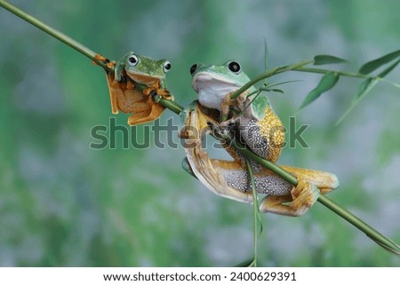 a couple Tree frog on branch, Gliding frog (Rhacophorus reinwardtii), Javan tree frog on leaves, Indonesian tree frog