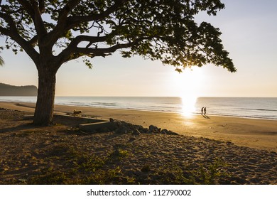 Couple And Tree Silouette On The Sunset Beach