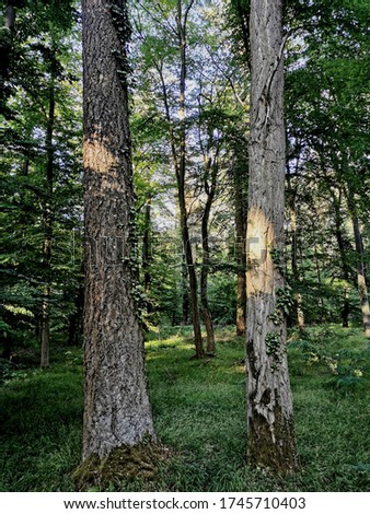 Image, Stock Photo Forest in spring