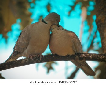 Couple Of Turtle Doves In Love