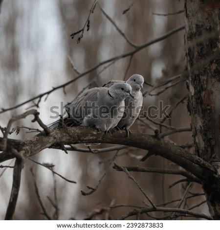 Couple of turtledoves in love. A pair of Wild doves. symbol of love. Square Photo