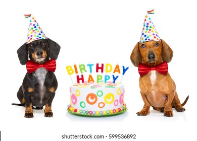 Happy Birthday Dog Card Images Stock Photos Vectors Shutterstock