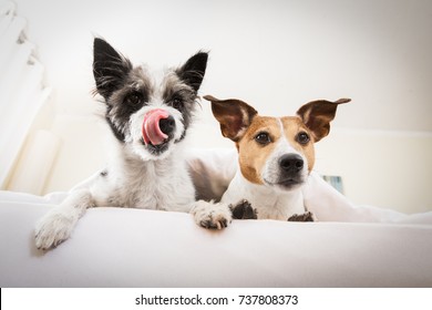 couple of two dogs close together in bed or bedroom, in love , one licking with tongue