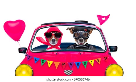 Couple Of Two Dogs Driving  A  Pink Car Or Van Just Married, On Gay Pride Day Or Csd