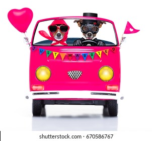 Couple Of Two Dogs Driving  A  Pink Car Or Van Just Married, On Gay Pride Day Or Csd