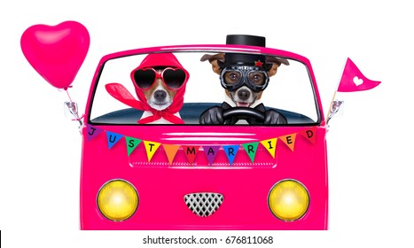 Couple Of Two Dogs Driving  A  Pink Car Or Van Just Married, On Gay Pride Day Or Csd