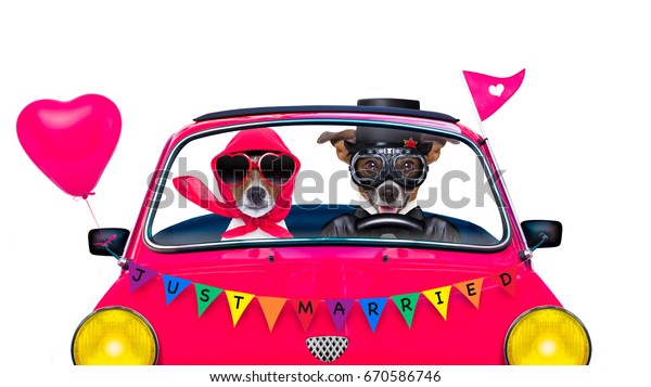 couple of two dogs driving  a  pink car or van\
just married, on gay pride day or\
csd