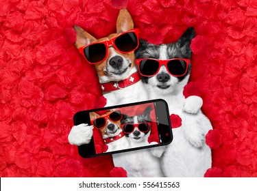 couple of two  dogs lying in bed full of red rose flower petals as background  , in love on valentines day, cuddle and embracing a hug, taking a selfie with smartphone