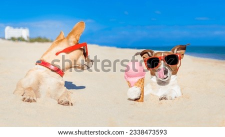couple of two dogs , one licking ice cream with tongue buried in sand at the ocean beach in summer vacation holidays,other dog jealous about it